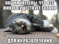Кошки уверены, что все живое существует только для их развлечения