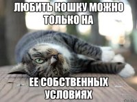 Любить кошку можно только на ее собственных условиях