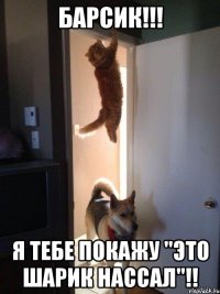 Барсик!!! Я тебе покажу "Это Шарик нассал"!!