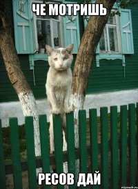 че мотришь ресов дай