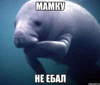 МАМКУ не ебал