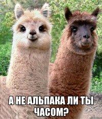  а не альпака ли ты часом?