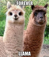 FOREVER LLAMA