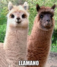  llamano