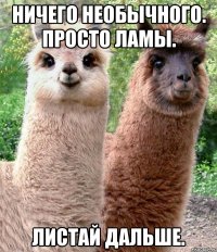 Ничего необычного. Просто ламы. Листай дальше.