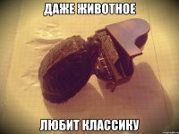 ДАЖЕ ЖИВОТНОЕ ЛЮБИТ КЛАССИКУ