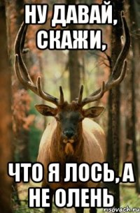 Ну давай, скажи, что я лось, а не олень