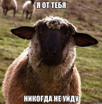 я от тебя никогда не уйду