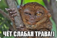  чёт слабая трава!)