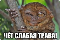  чёт слабая трава!