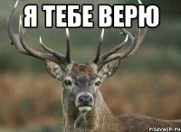 Я ТЕБЕ ВЕРЮ 