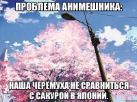 проблема анимешника: Наша черёмуха не сравниться с сакурой в японии.