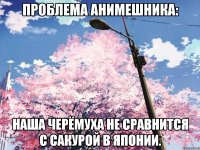 Проблема анимешника: наша черёмуха не сравнится с сакурой в японии.