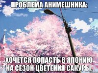 Проблема анимешника: хочется попасть в японию на сезон цветения сакуры.