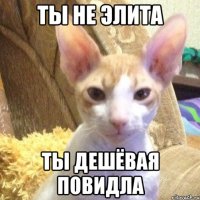 ты не элита ты дешёвая повидла