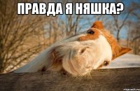 правда я няшка? 