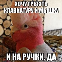 хочу грызть клавиатуру и мышку и на ручки, да