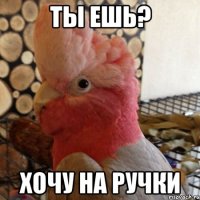 ты ешь? хочу на ручки