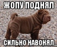 Жопу поднял Сильно навонял