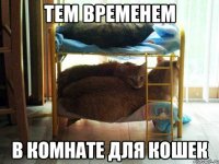 тем временем в комнате для кошек