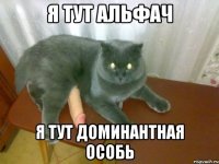 я тут альфач я тут доминантная особь