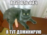 я тут альфач я тут доминирую