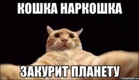 кошка наркошка закурит планету