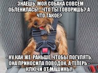 - Знаешь, моя собака совсем обленилась! - Что ты говоришь? А что такое? - Ну как же. Раньше, чтобы погулять, она приносила поводок, а теперь - ключи от машины!