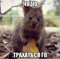 чо чо трахаться го