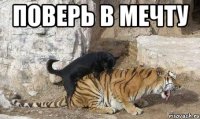 поверь в мечту 
