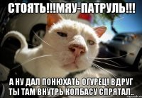 стоять!!!мяу-патруль!!! А ну дал понюхать огурец! Вдруг ты там внутрь колбасу спрятал..