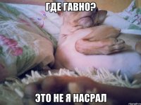 Где гавно? ЭТО НЕ Я НАСРАЛ