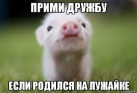 ПРИМИ ДРУЖБУ ЕСЛИ РОДИЛСЯ НА ЛУЖАЙКЕ