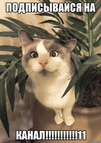 Подписывайся на КАНАЛ!!!!!!!!!!!11