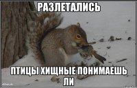 Разлетались Птицы хищные понимаешь ли