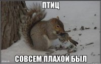 Птиц совсем плахой был