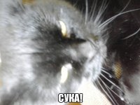  Сука!