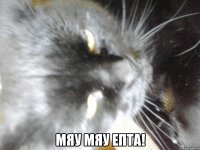  Мяу мяу епта!
