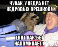 Чувак, у кедра нет кедровых орешков! енот как-бы напоминает:)