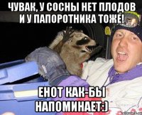 Чувак, у сосны нет плодов и у папоротника тоже! енот как-бы напоминает:)