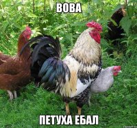 Вова петуха ебал