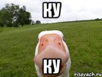 ку ку