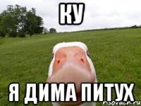 ку я дима питух
