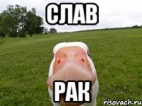 слав рак