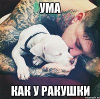 Ума как у ракушки