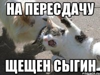 На пересдачу ЩЕЩЕН СЫГИН