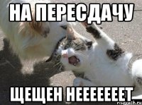 На пересдачу ЩЕЩЕН нееееееет