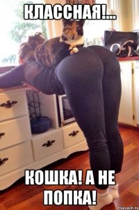 классная!... Кошка! А не попка!