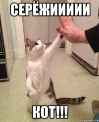 СЕРёЖИИИИИ КОТ!!!