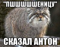 "Пшшшшшеницу" Сказал Антон